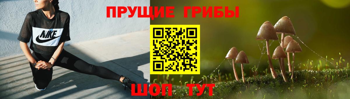 Галлюциногенные грибы Psilocybine cubensis Псков